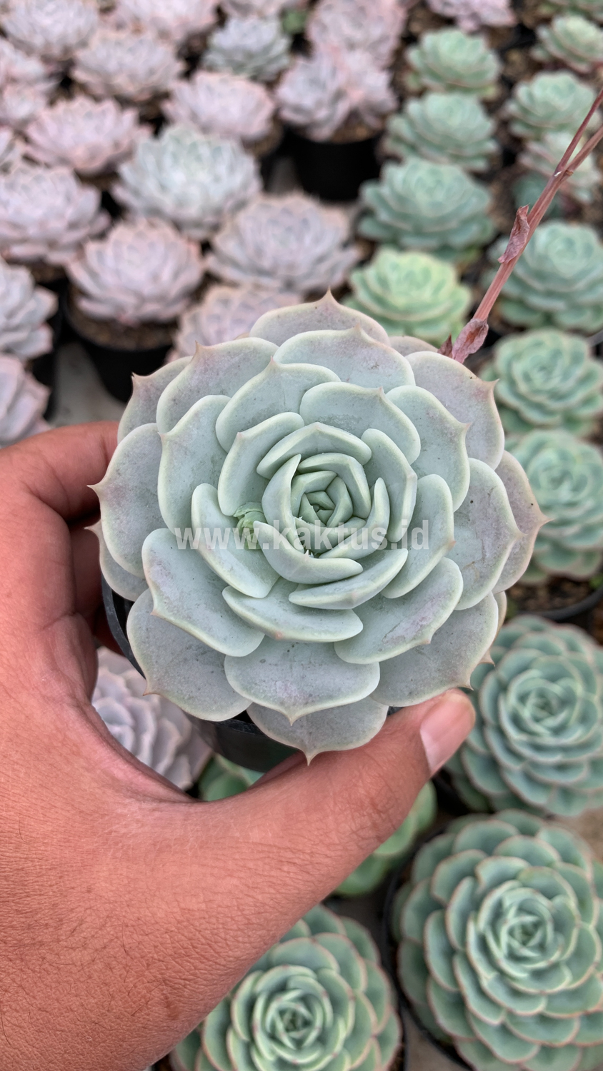 017. Echeveria 'Lola' - Image 7