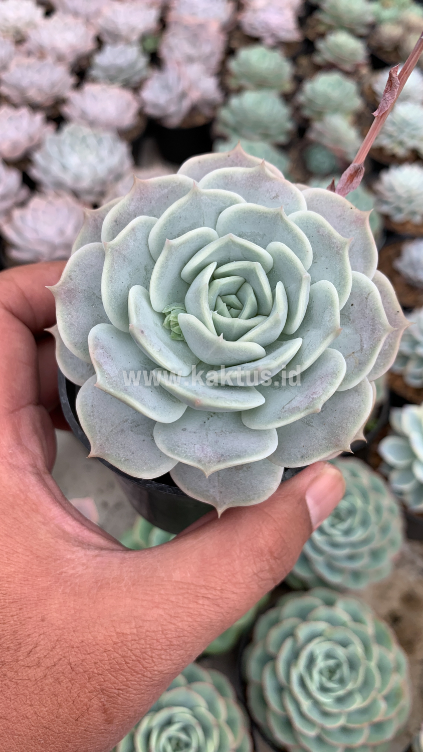 017. Echeveria 'Lola' - Image 6