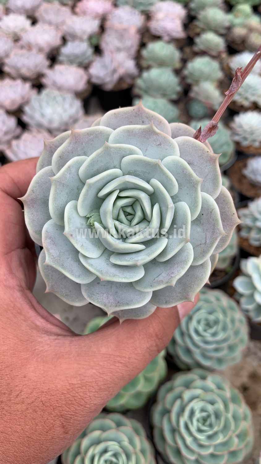 017. Echeveria 'Lola' - Image 4