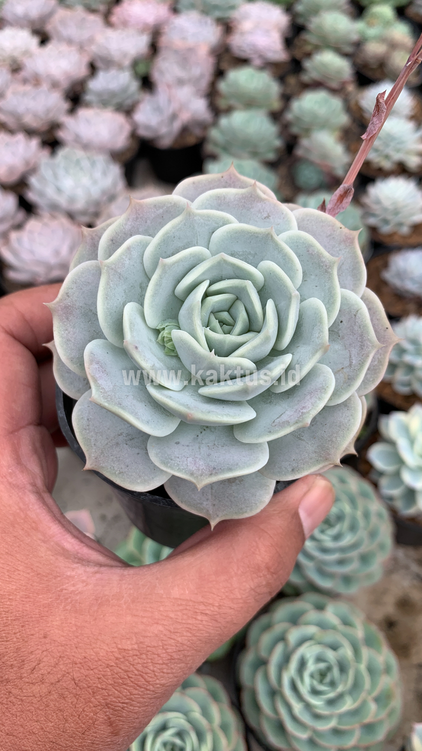 017. Echeveria 'Lola' - Image 3