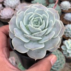 Alternative view of 017. Echeveria 'Lola'