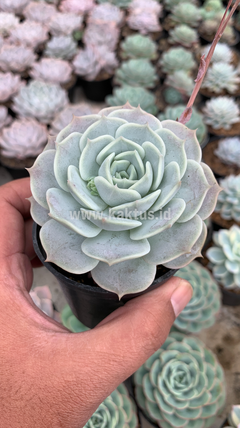 017. Echeveria 'Lola' - Image 2