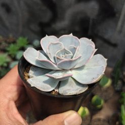 Alternative view of 020. Echeveria Lilacina 'ghost Echeveria'