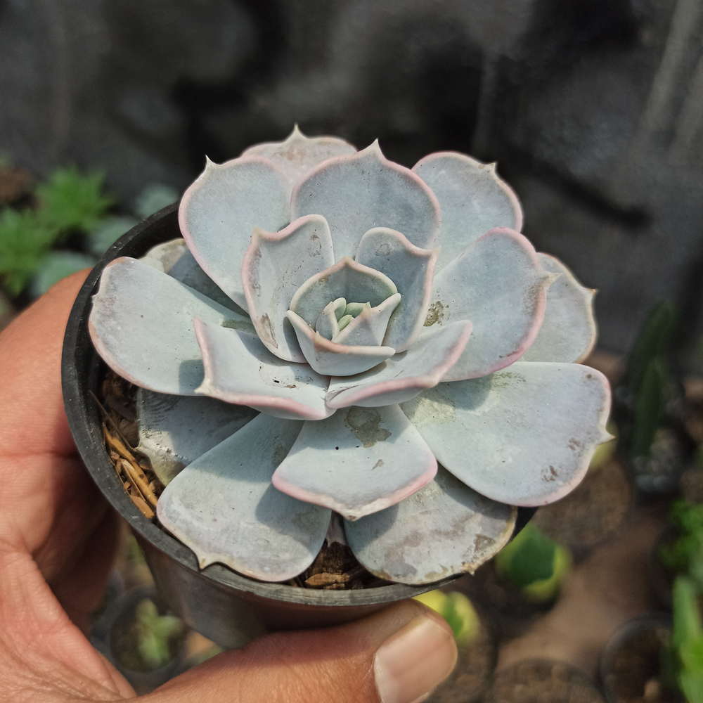 020. Echeveria Lilacina 'ghost Echeveria' - Image 3