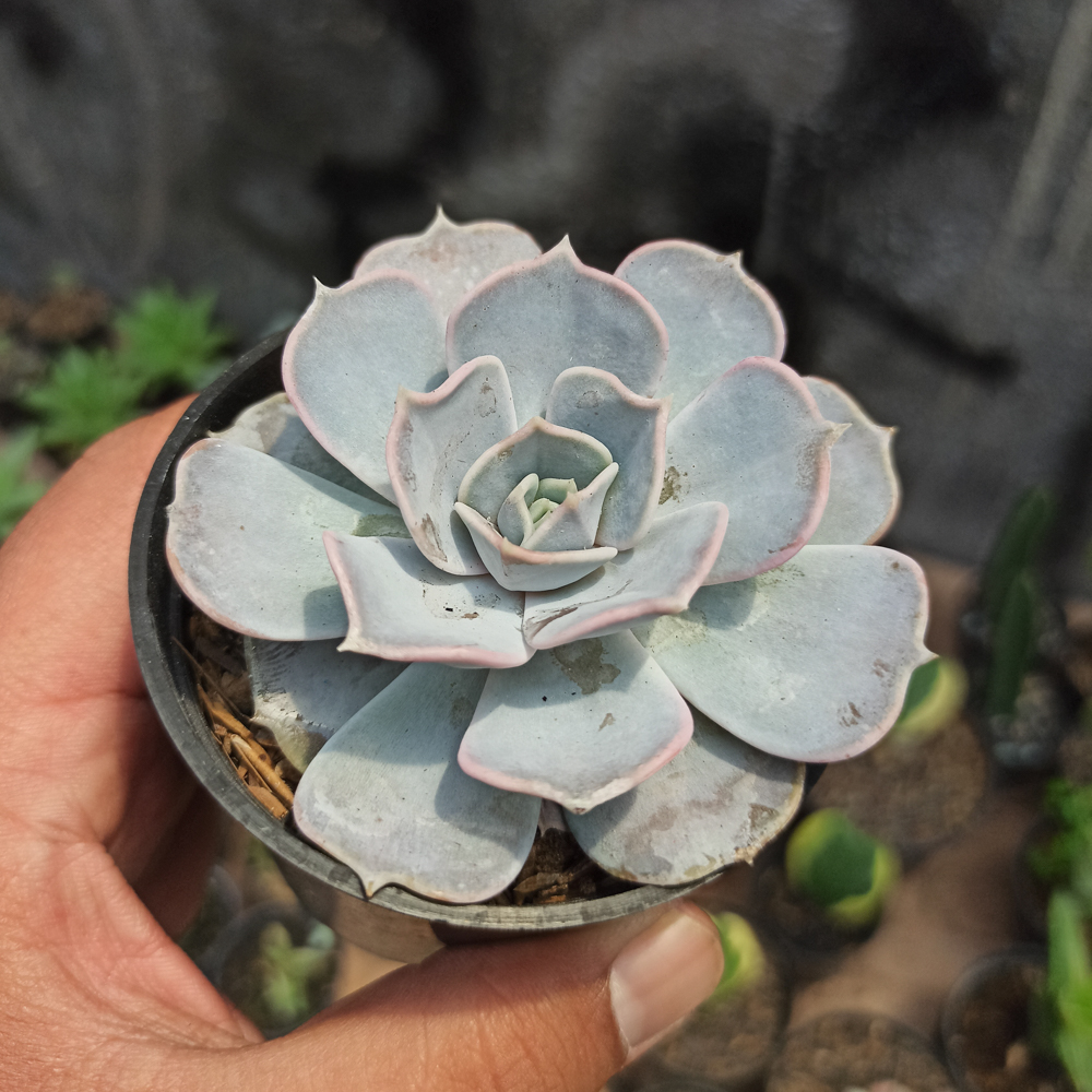 020. Echeveria Lilacina 'ghost Echeveria' - Image 5