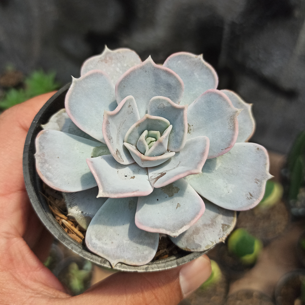 020. Echeveria Lilacina 'ghost Echeveria' - Image 4