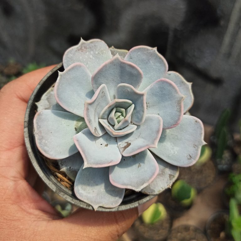 020. Echeveria Lilacina 'ghost Echeveria'