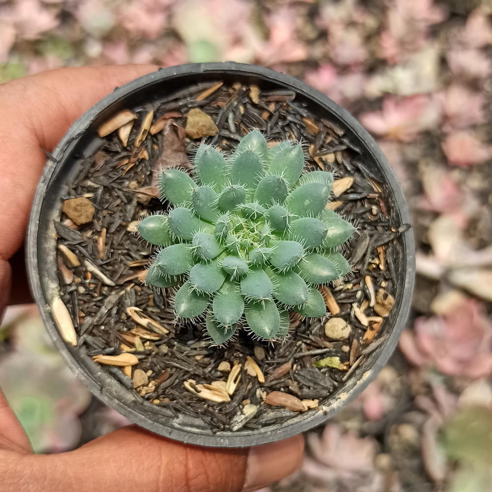 025. Echeveria Setosa Deminuta - Image 3