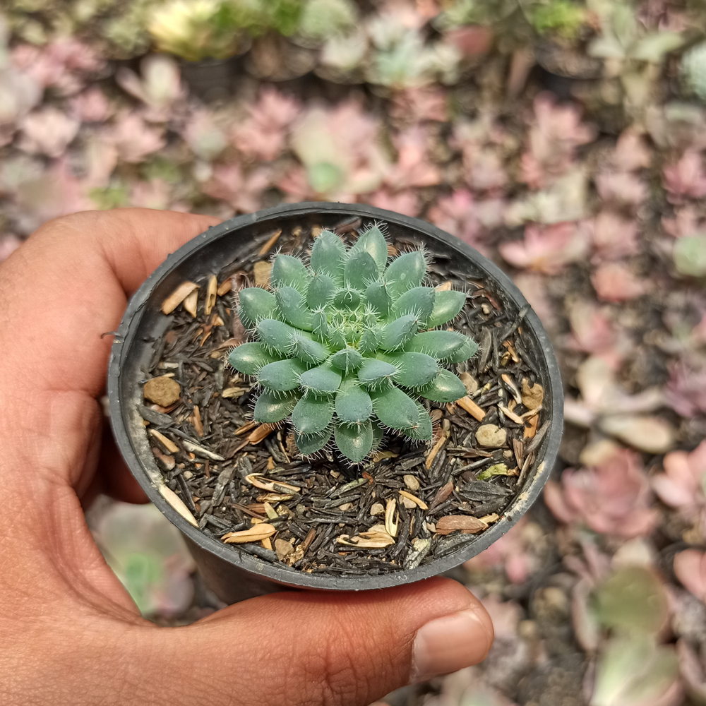 025. Echeveria Setosa Deminuta - Image 2