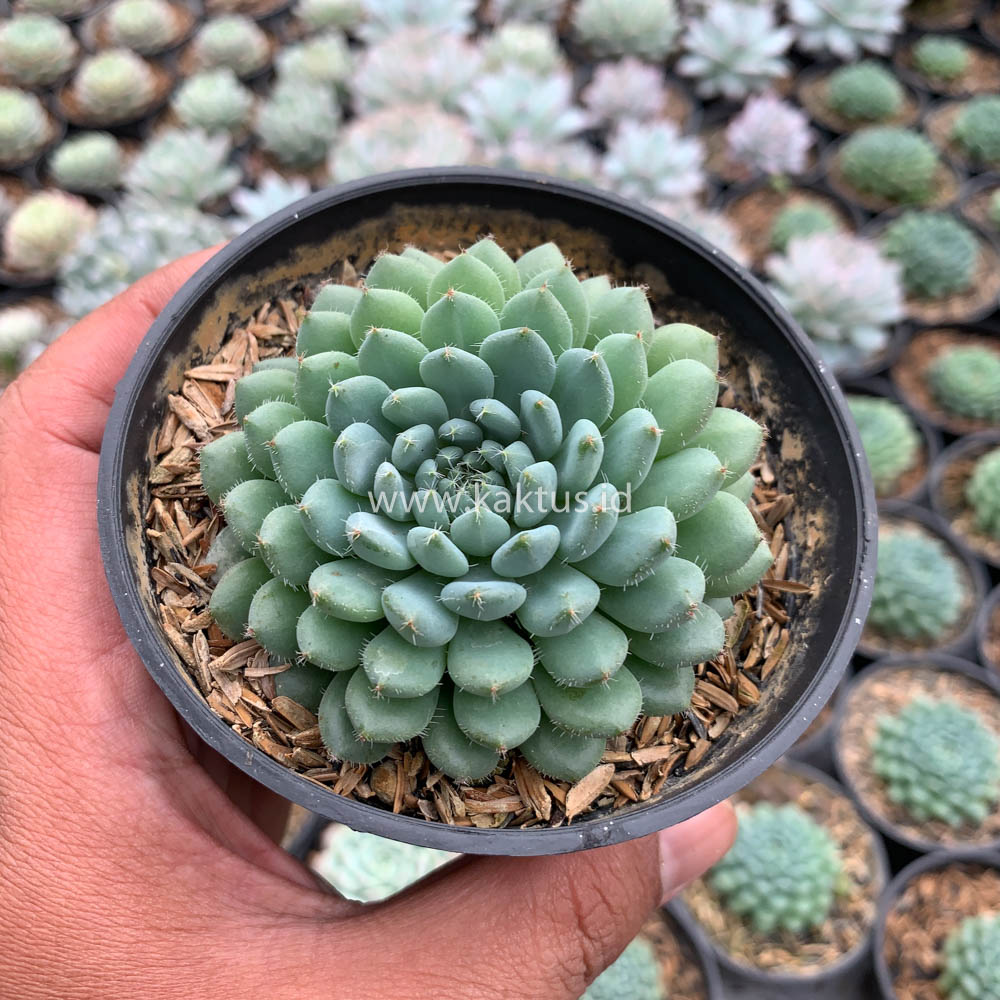 025. Echeveria Setosa Deminuta - Image 8