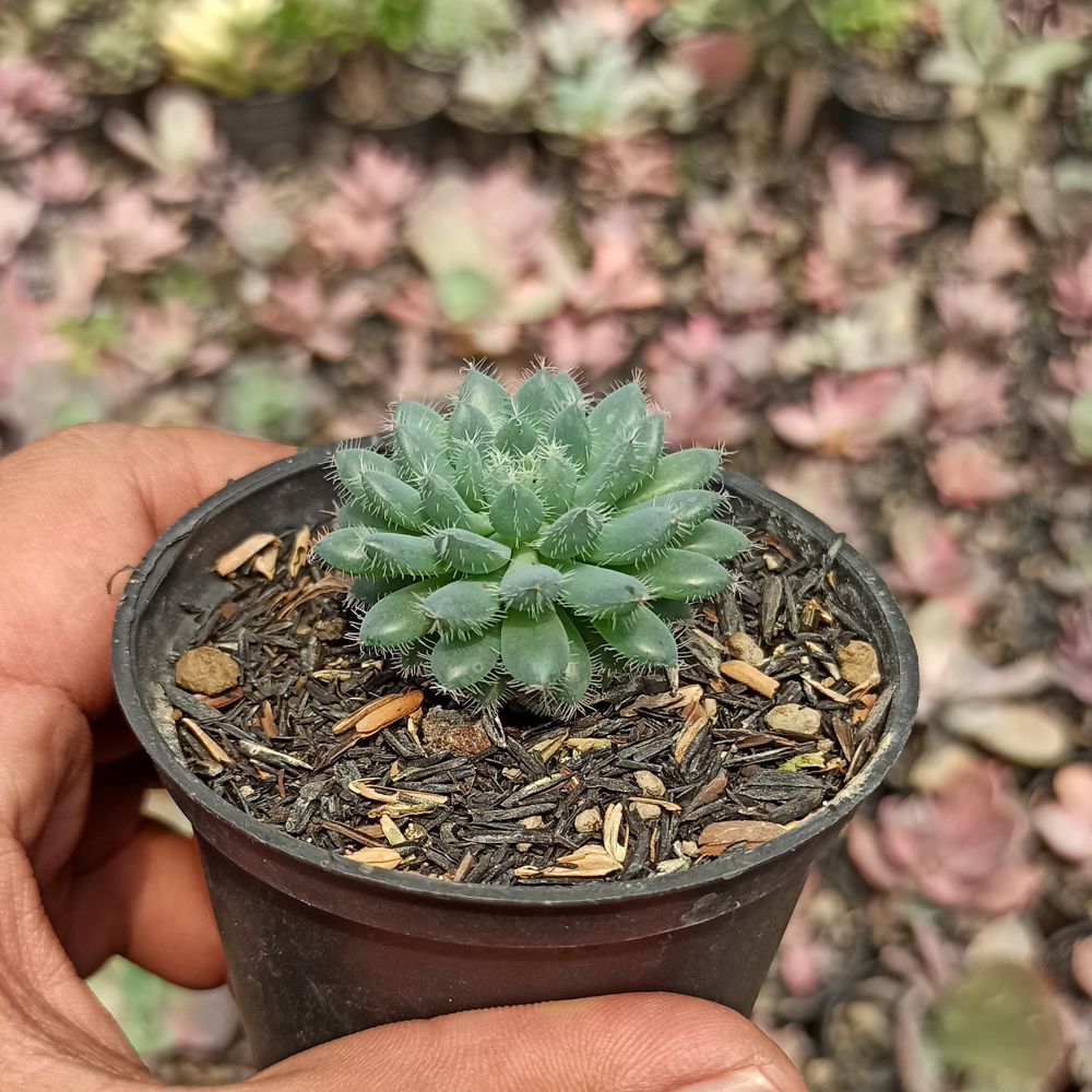 025. Echeveria Setosa Deminuta - Image 4
