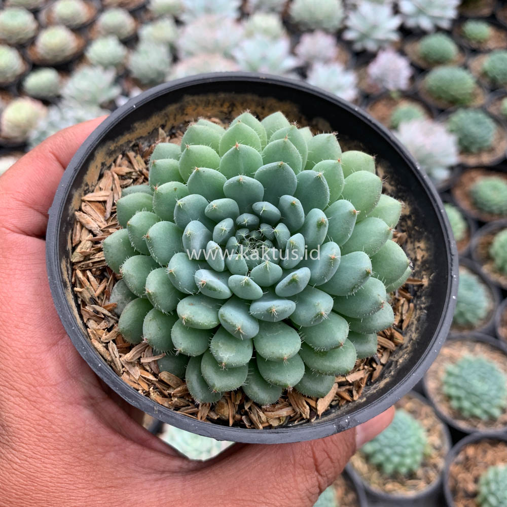 025. Echeveria Setosa Deminuta - Image 9