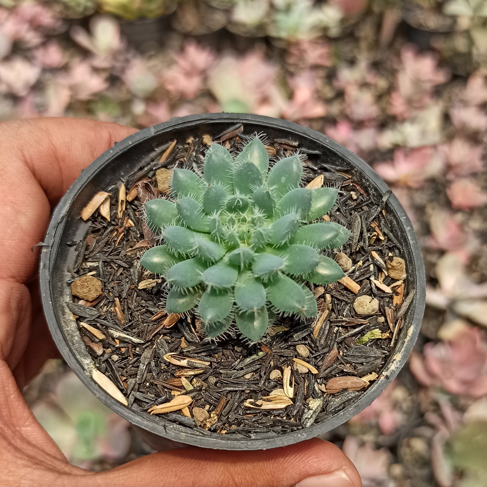 025. Echeveria Setosa Deminuta - Image 5