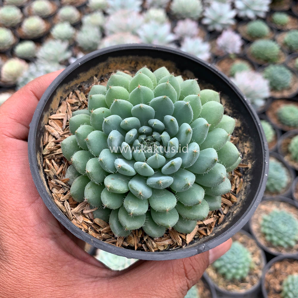 025. Echeveria Setosa Deminuta - Image 10