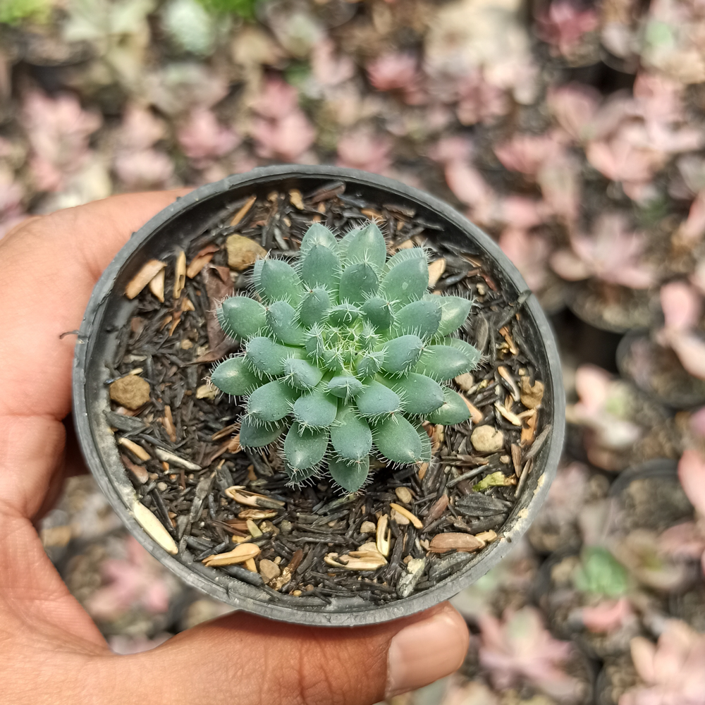 025. Echeveria Setosa Deminuta - Image 6