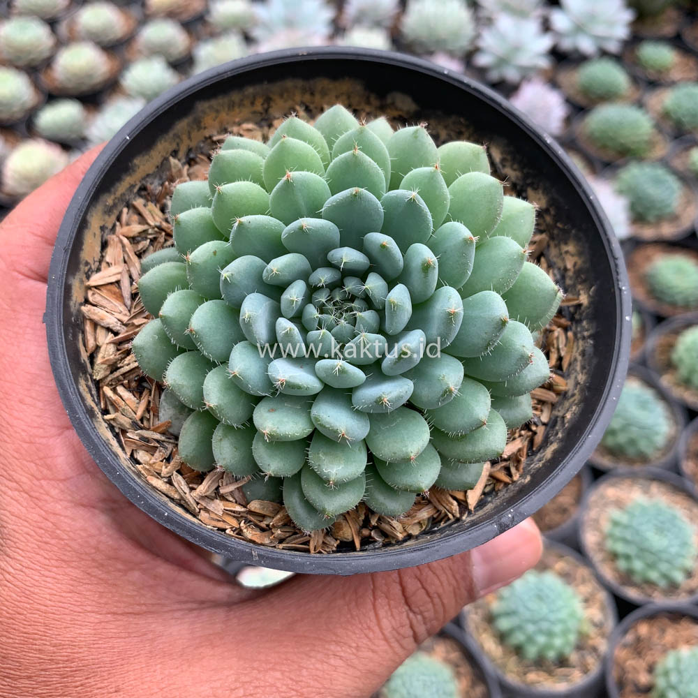 025. Echeveria Setosa Deminuta - Image 11