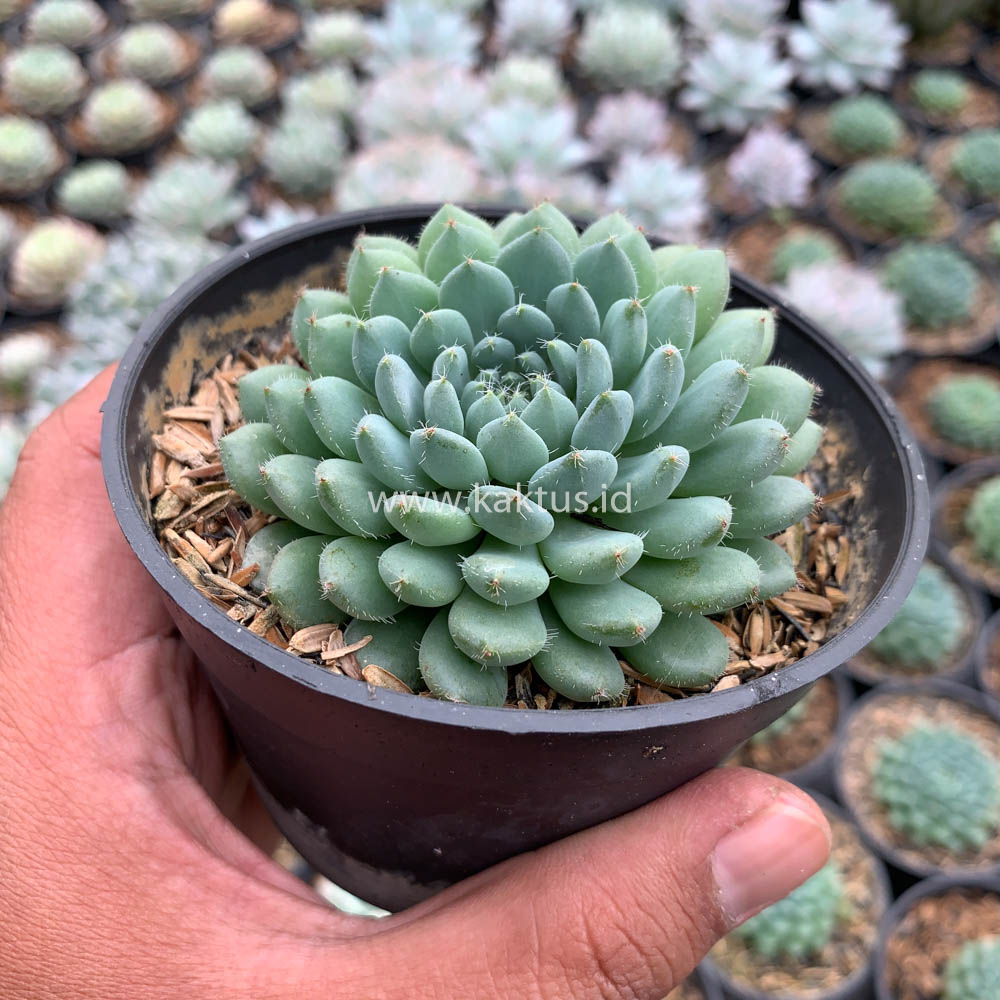 025. Echeveria Setosa Deminuta - Image 12