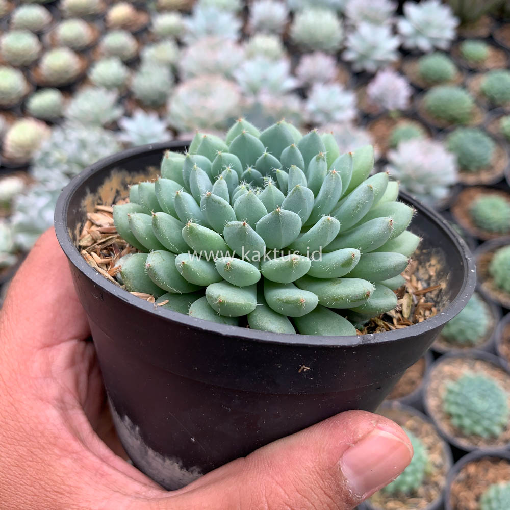 025. Echeveria Setosa Deminuta - Image 13