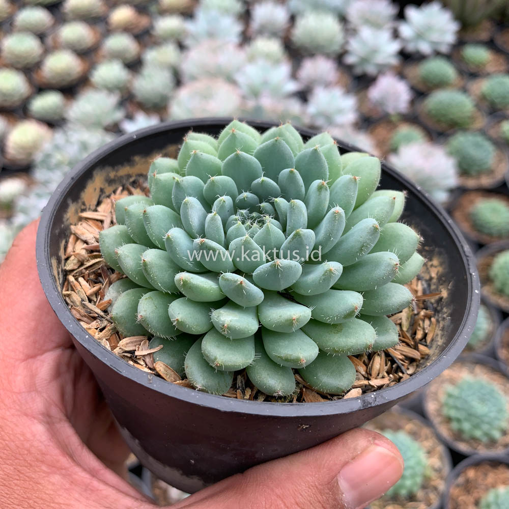 025. Echeveria Setosa Deminuta - Image 14