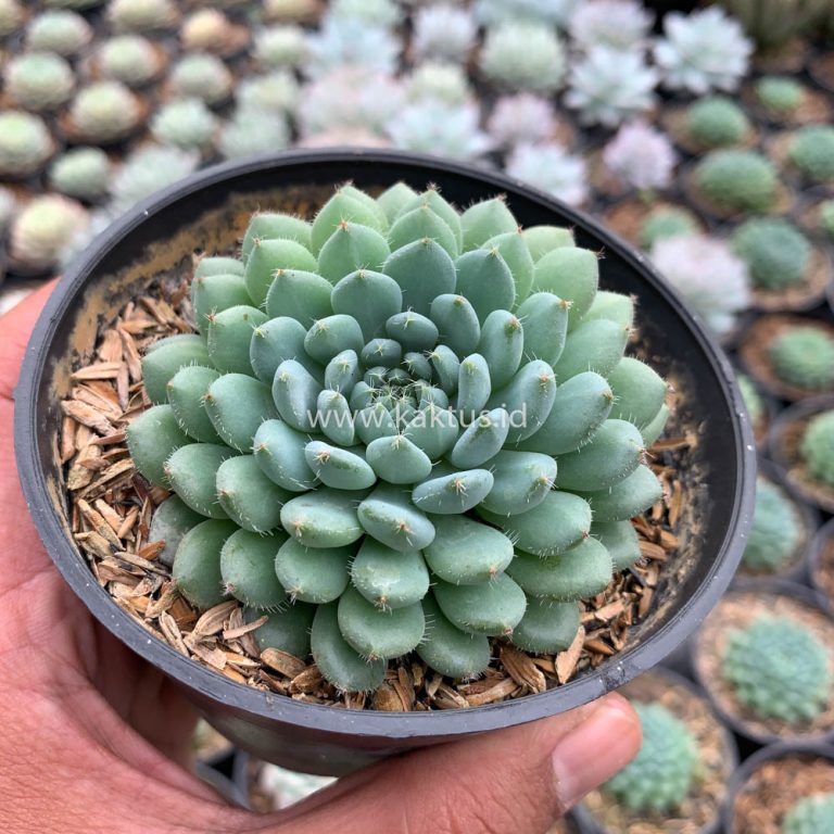 025. Echeveria Setosa Deminuta