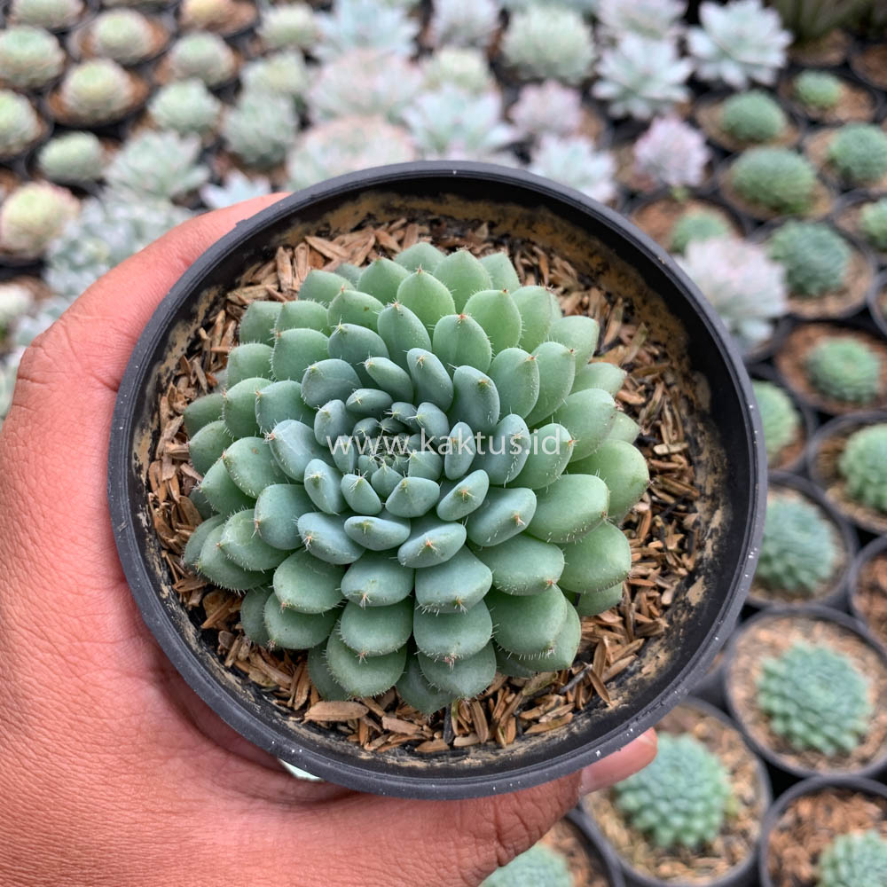 025. Echeveria Setosa Deminuta - Image 7