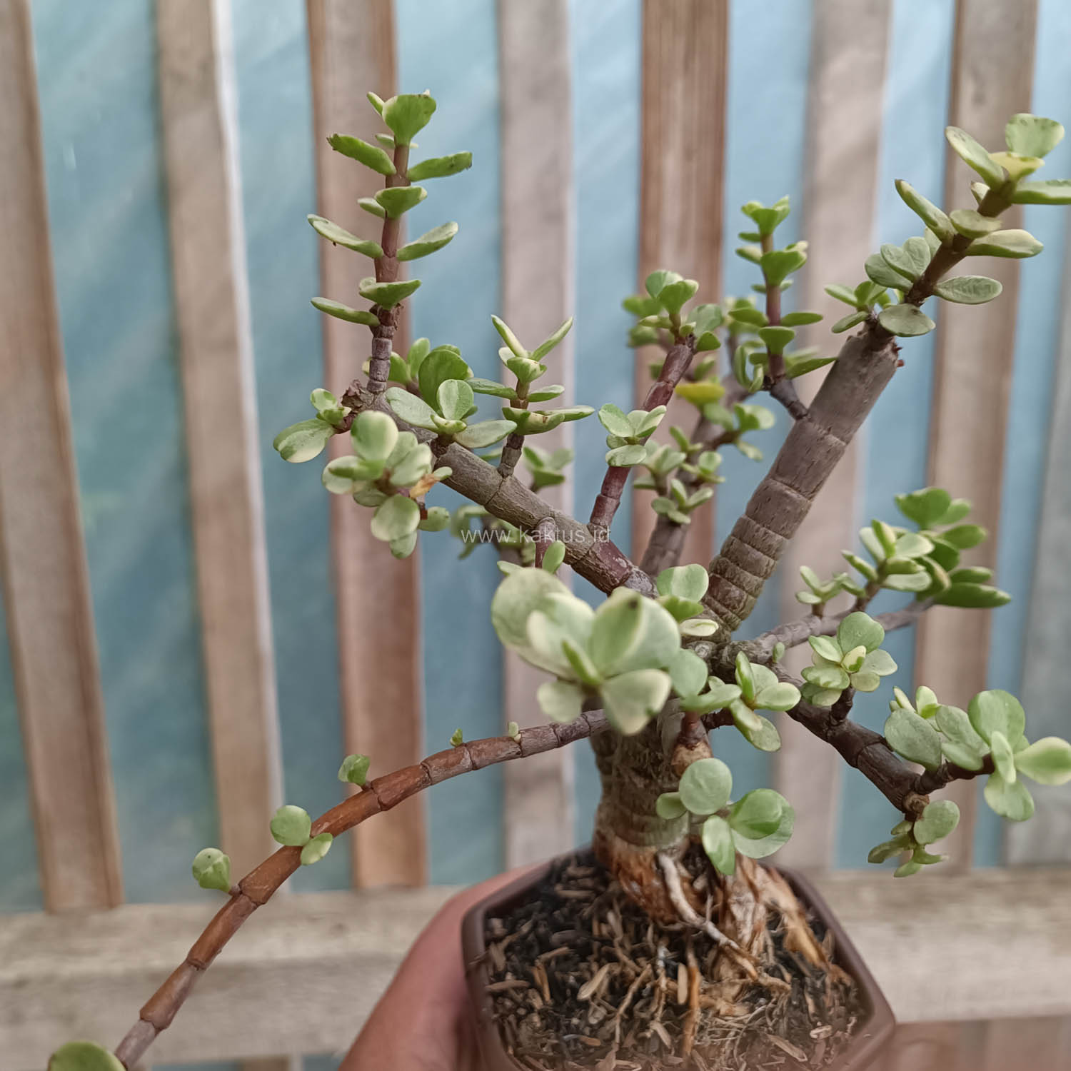 026. Portulacaria Aurea Bonsai - Image 7