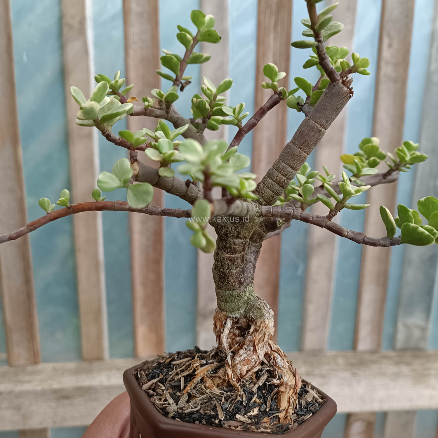 026. Portulacaria Aurea Bonsai - Image 6