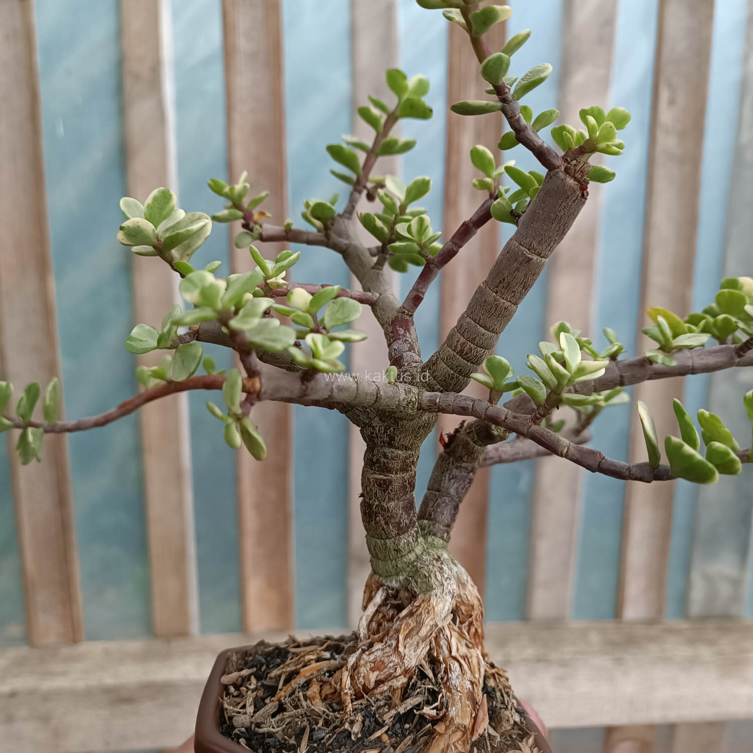 026. Portulacaria Aurea Bonsai - Image 2