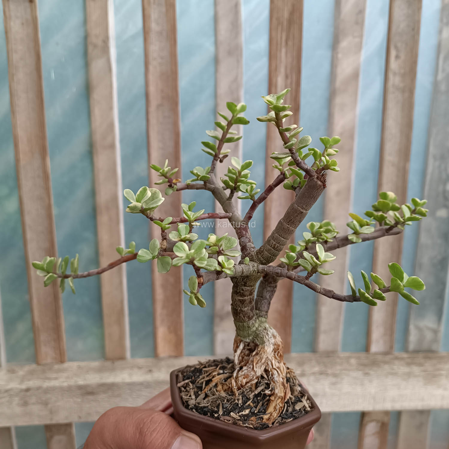 026. Portulacaria Aurea Bonsai - Image 5