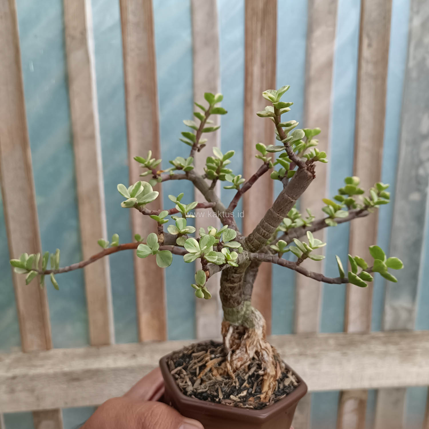 026. Portulacaria Aurea Bonsai - Image 4