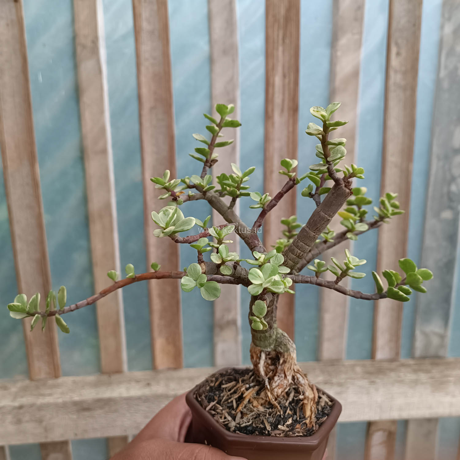 026. Portulacaria Aurea Bonsai - Image 3