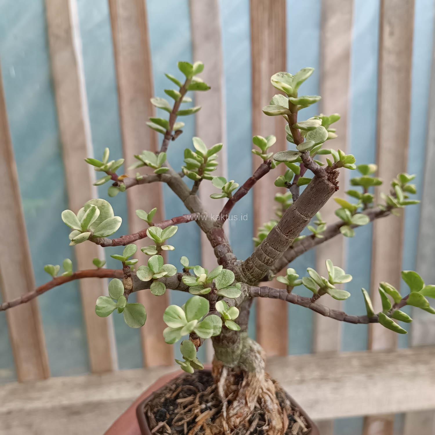 026. Portulacaria Aurea Bonsai - Image 13