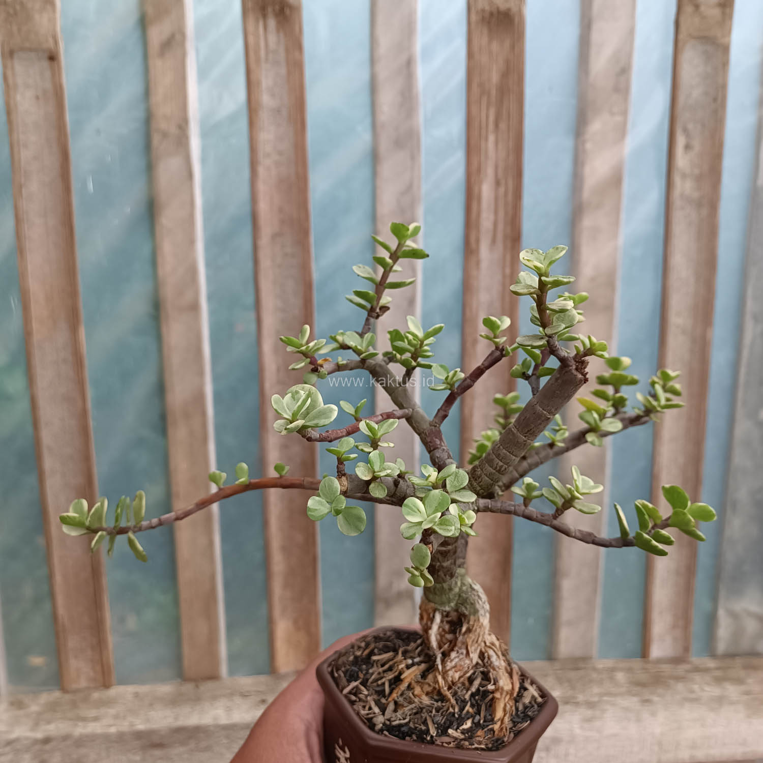 026. Portulacaria Aurea Bonsai - Image 14