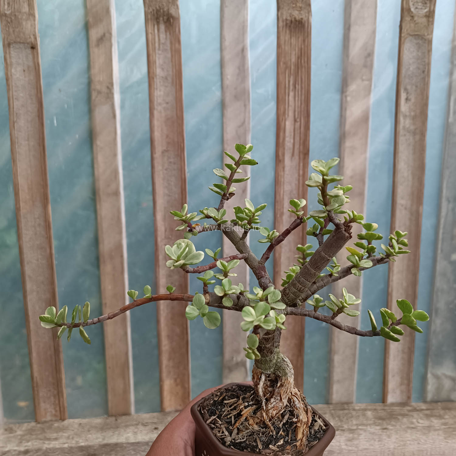 026. Portulacaria Aurea Bonsai - Image 15