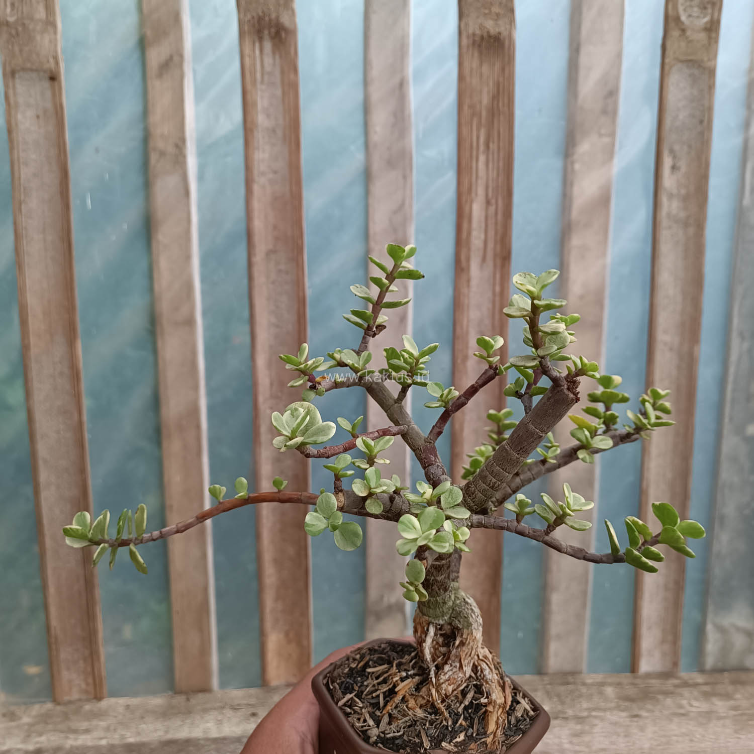 026. Portulacaria Aurea Bonsai - Image 16