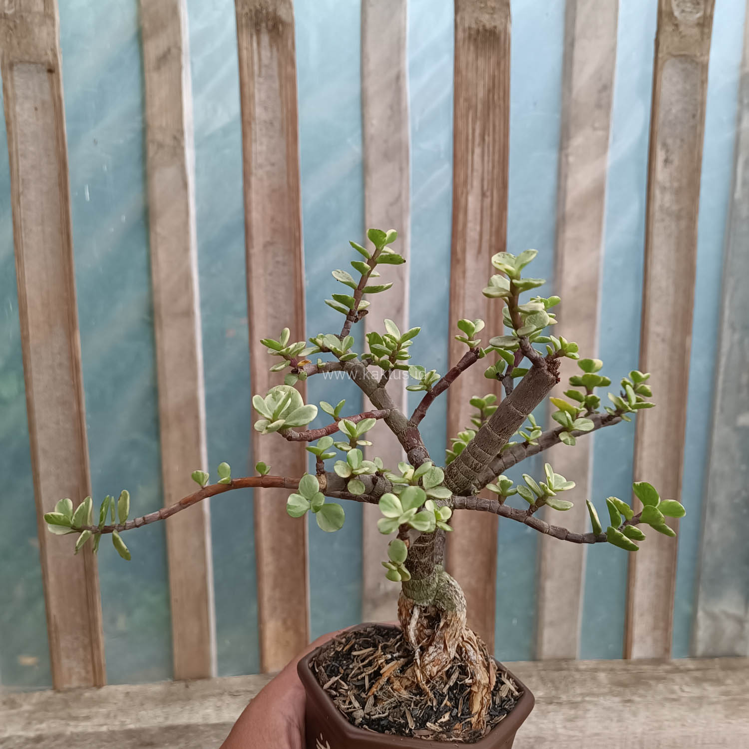 026. Portulacaria Aurea Bonsai - Image 11