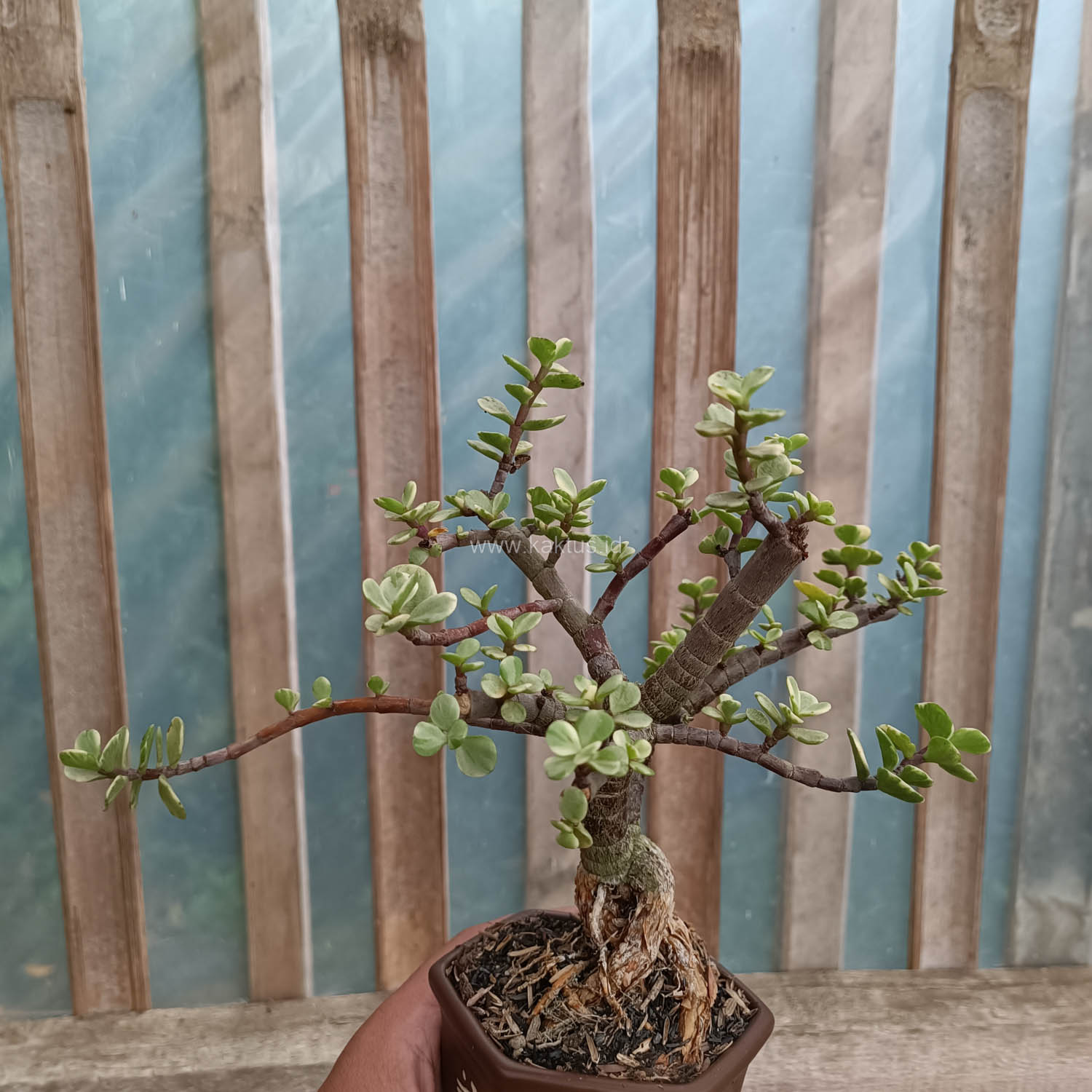 026. Portulacaria Aurea Bonsai - Image 10