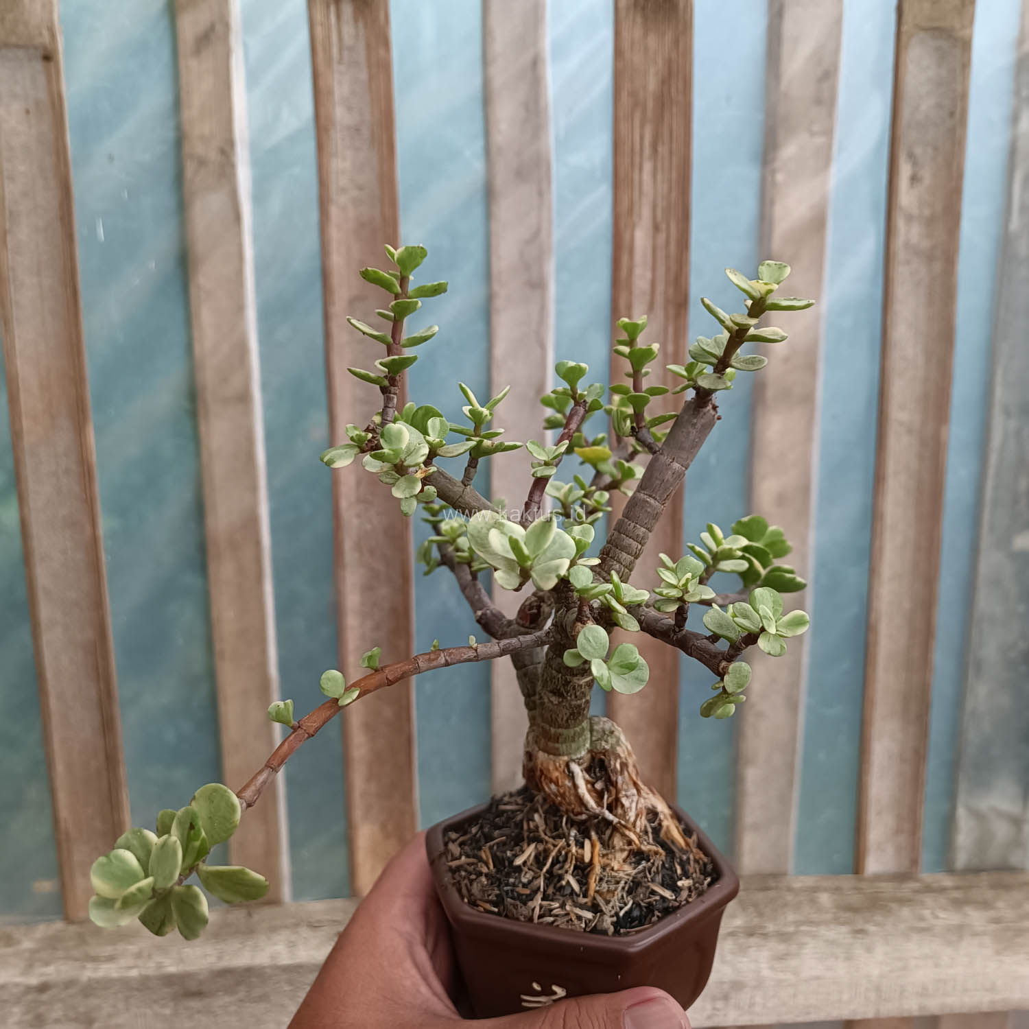 026. Portulacaria Aurea Bonsai - Image 9