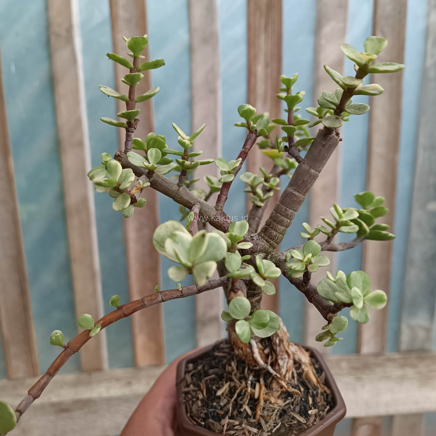 026. Portulacaria Aurea Bonsai - Image 8