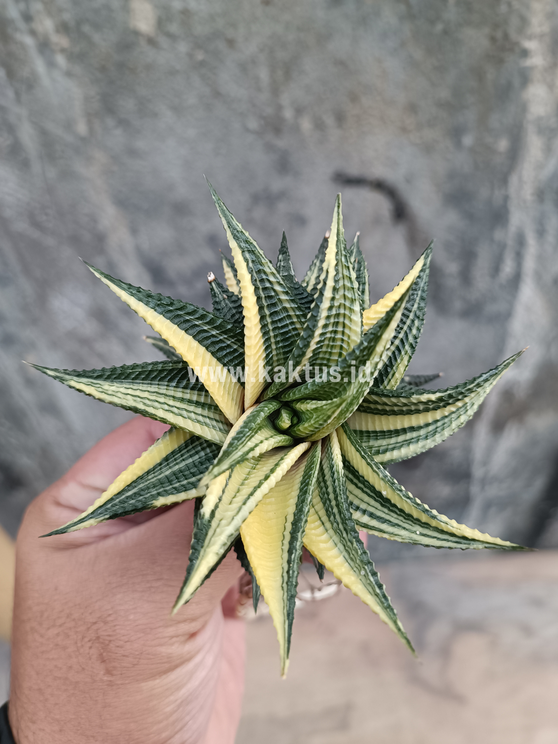 031. Haworthia Limifolia Variegated - Image 24