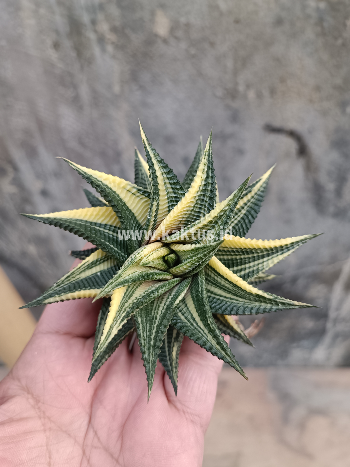 031. Haworthia Limifolia Variegated - Image 7