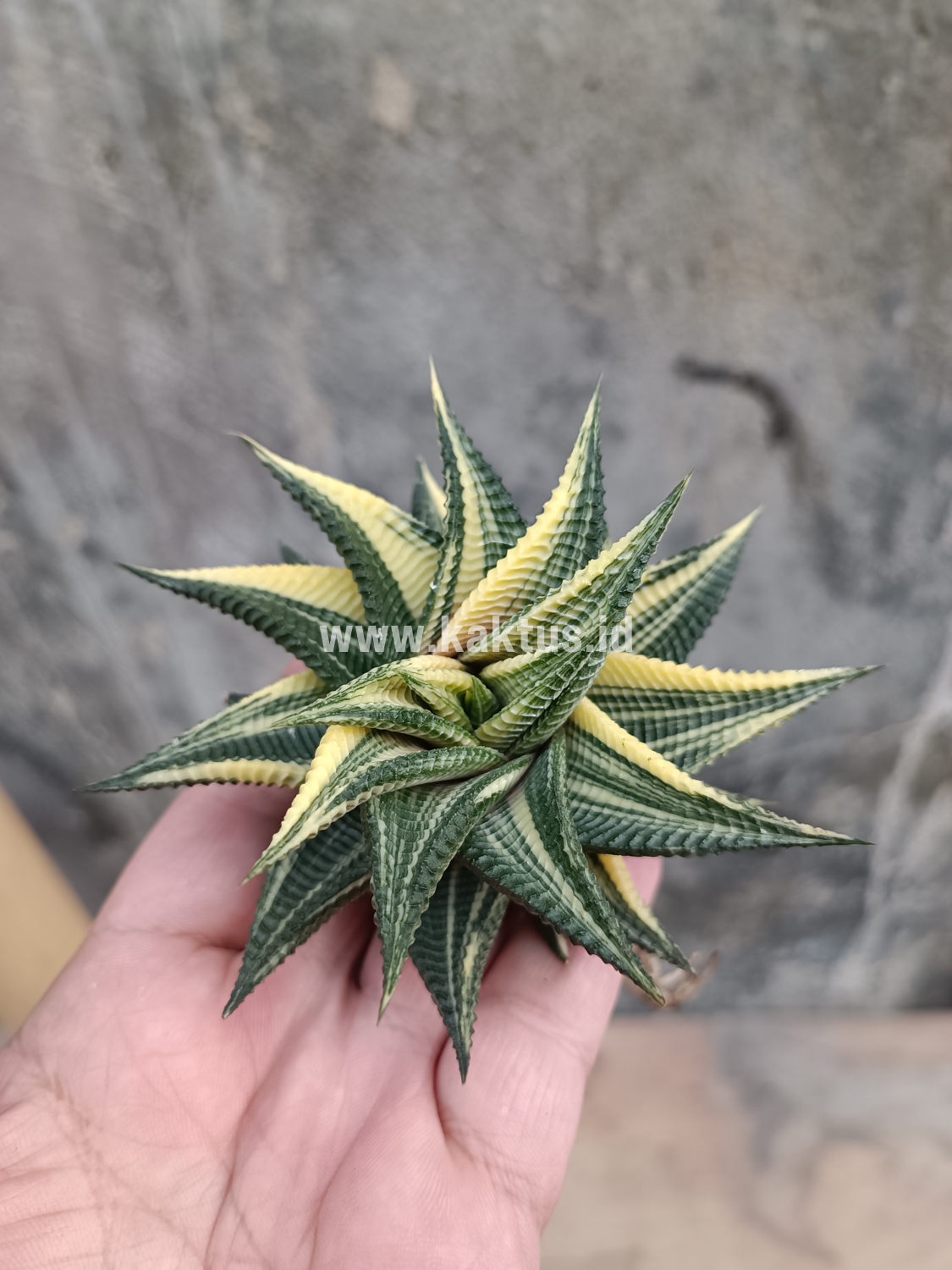 031. Haworthia Limifolia Variegated - Image 3