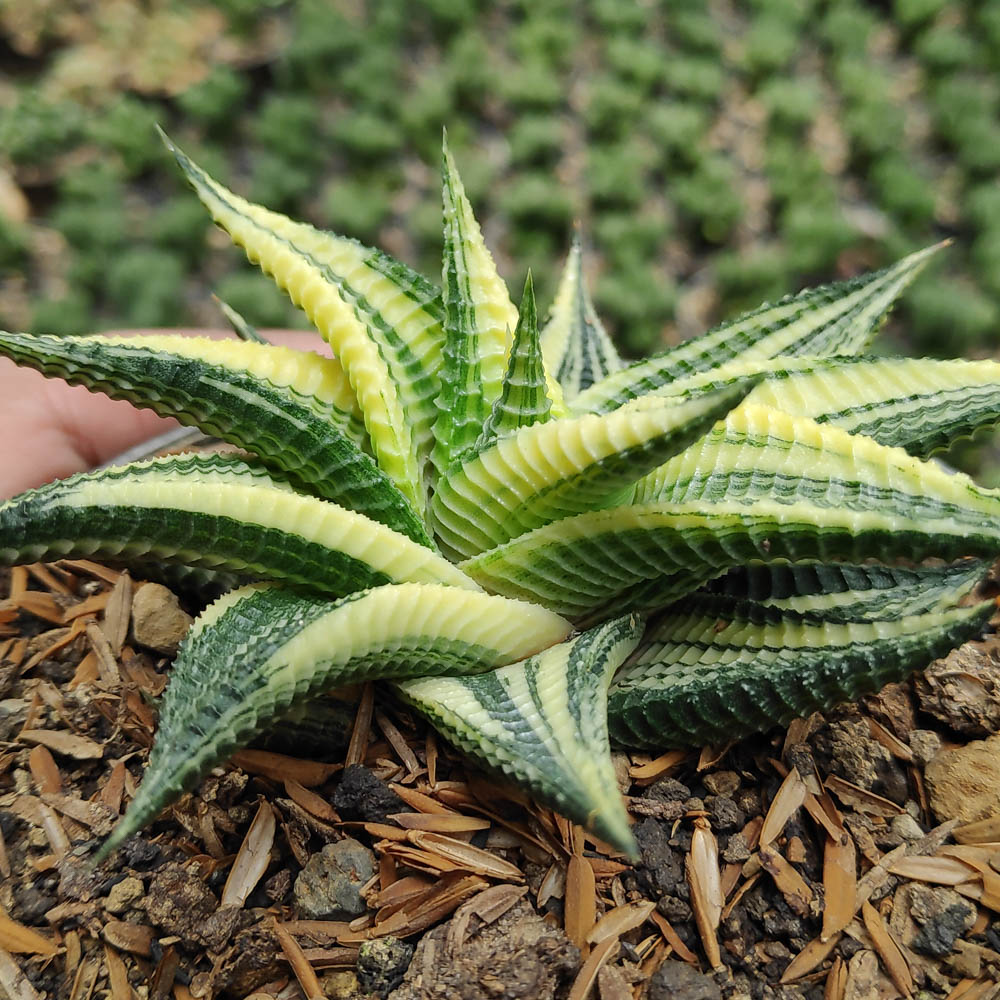 031. Haworthia Limifolia Variegated - Image 14