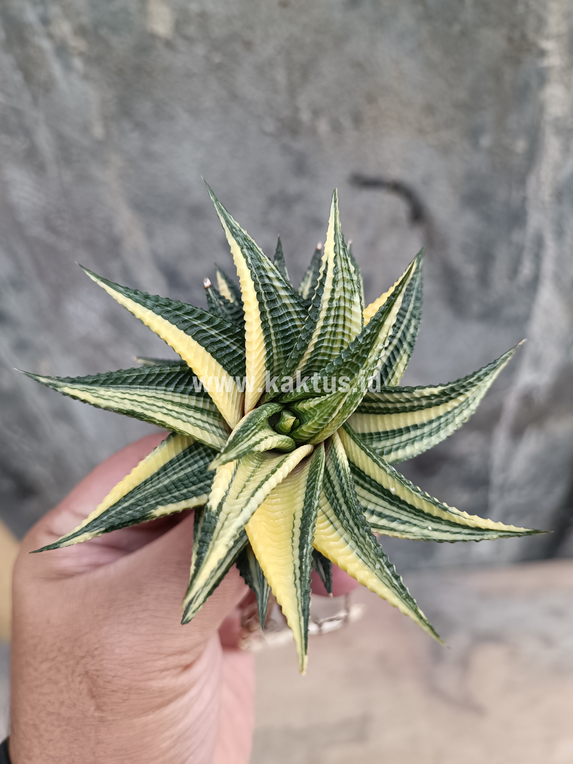 031. Haworthia Limifolia Variegated - Image 23