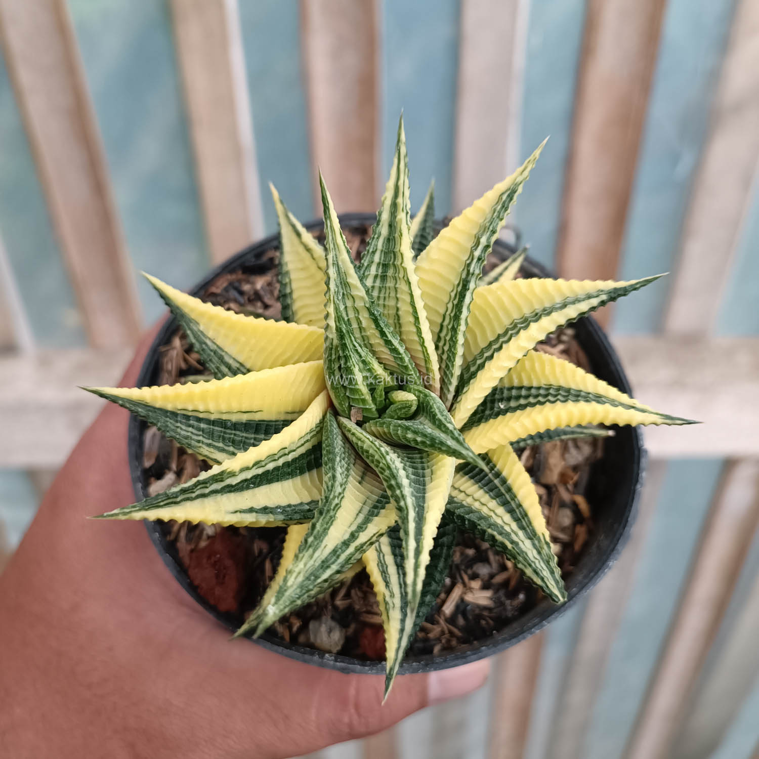 031. Haworthia Limifolia Variegated - Image 4