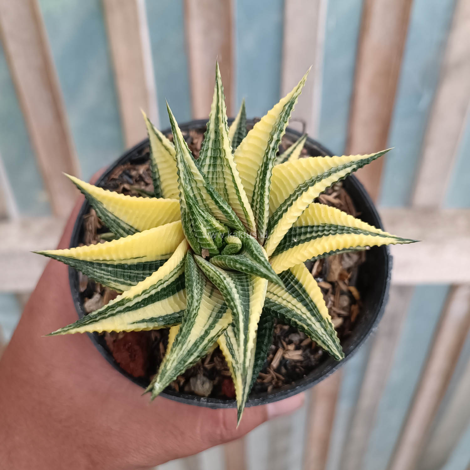 031. Haworthia Limifolia Variegated - Image 2