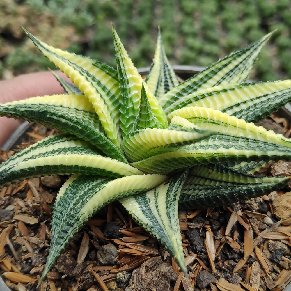 031. Haworthia Limifolia Variegated - Image 10