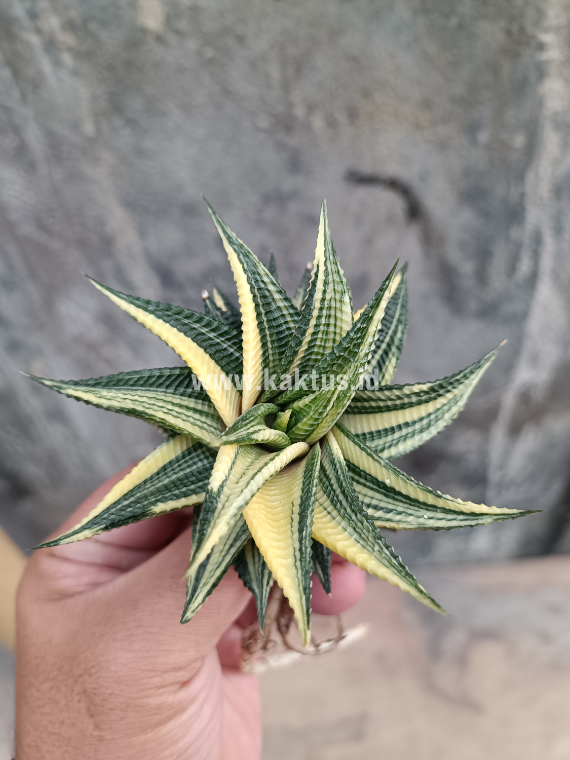 031. Haworthia Limifolia Variegated - Image 22