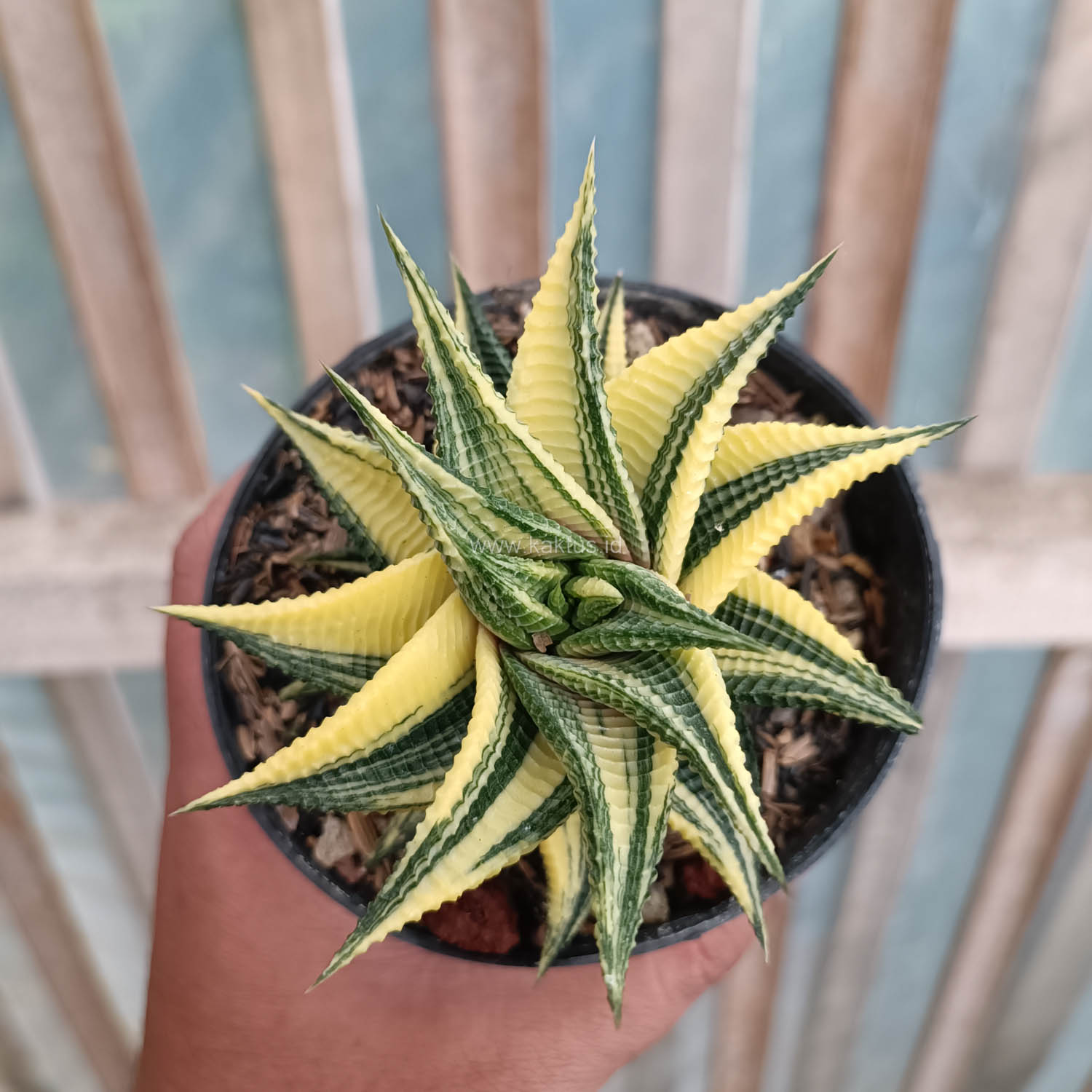 031. Haworthia Limifolia Variegated - Image 25