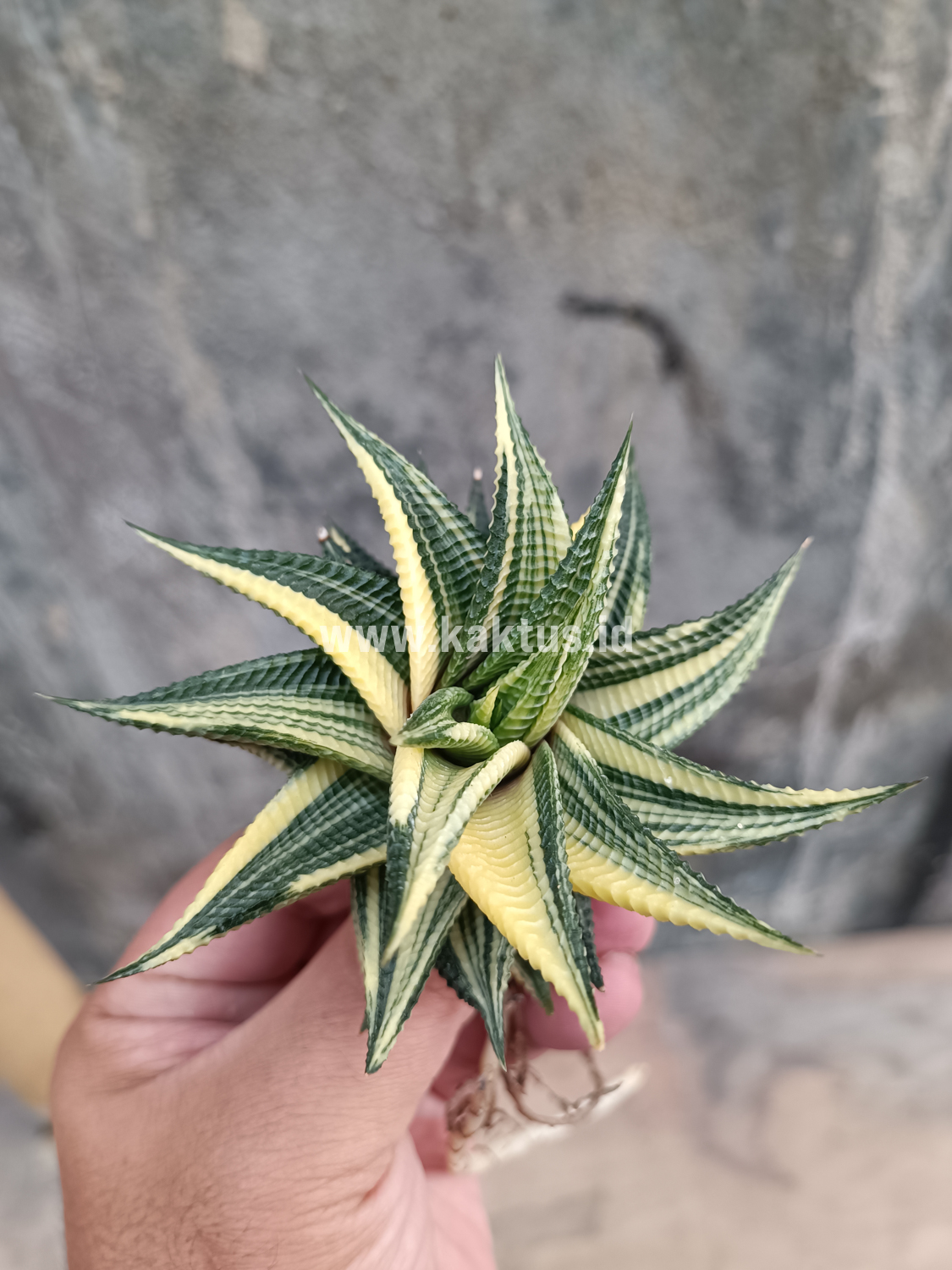 031. Haworthia Limifolia Variegated - Image 21